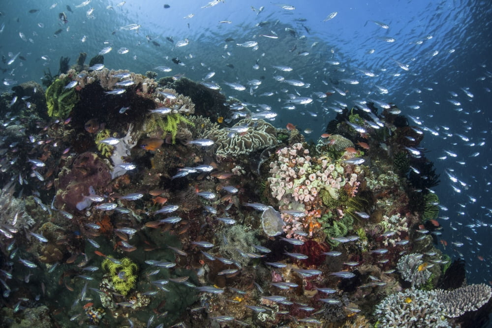 A colorful coral reef is covered by fish in Indonesia Canvas Art - Ethan DanielsStocktrek Images (17 x 12)