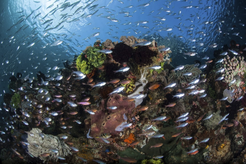 A colorful coral reef is covered by fish in Indonesia Canvas Art - Ethan DanielsStocktrek Images (34 x 23)