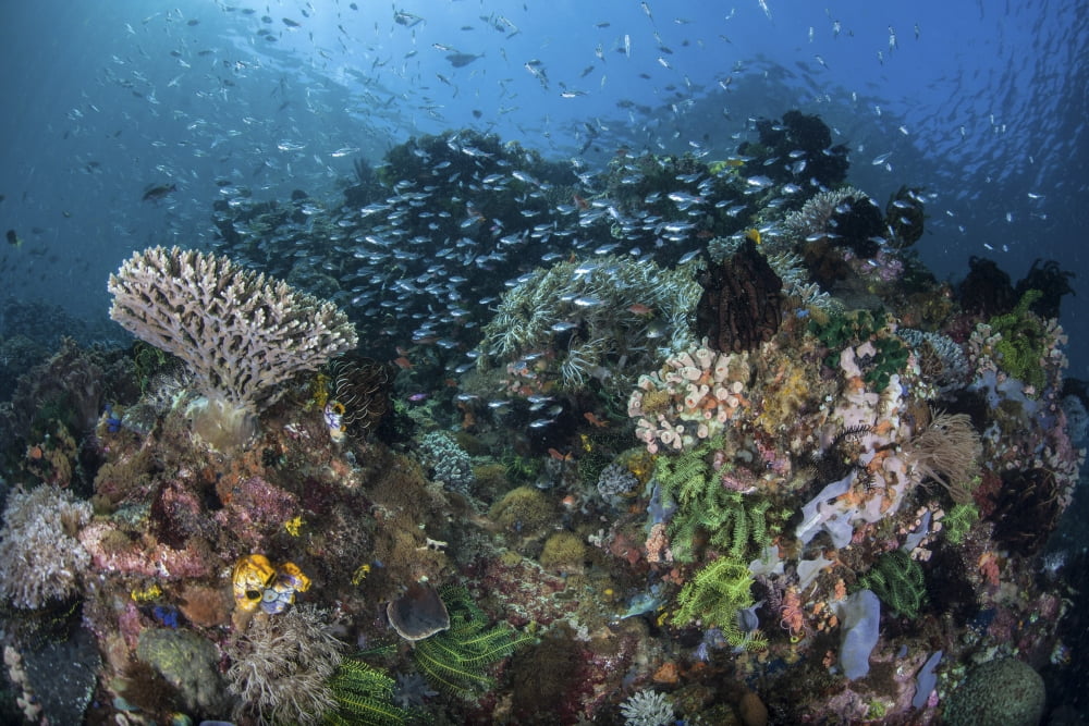 A colorful coral reef is covered by fish in Indonesia Canvas Art - Ethan DanielsStocktrek Images (34 x 23)