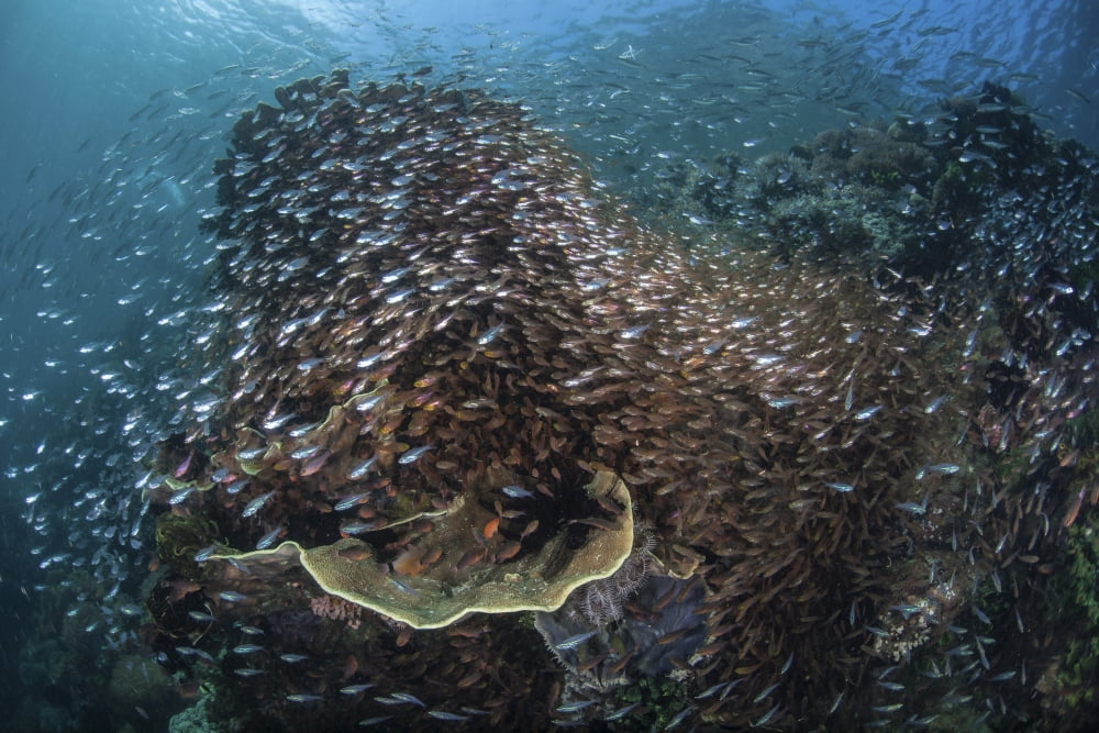 A colorful coral reef is covered by sweepers and cardinalfish Canvas Art - Ethan DanielsStocktrek Images (34 x 23)