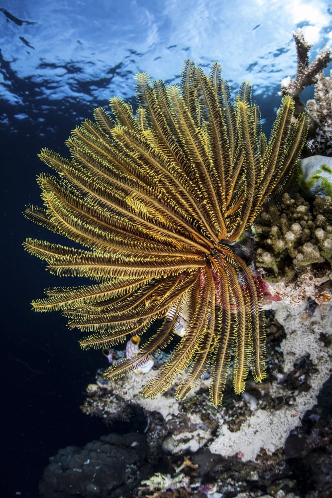 A colorful crinoid clings to a reef dropoff in Raja Ampat Canvas Art - Ethan DanielsStocktrek Images (12 x 17)