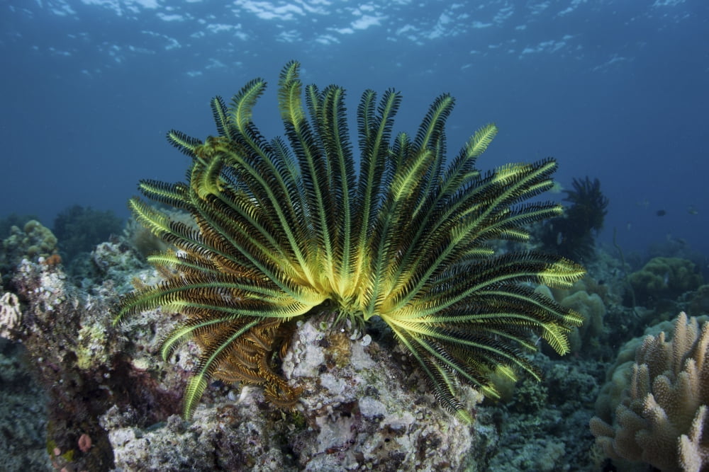A colorful crinoid clings to a reef near the island of Flores in Indonesia Canvas Art - Ethan DanielsStocktrek Images (35 x 24)