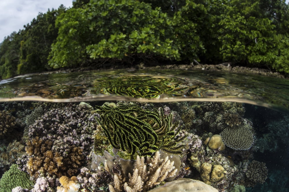 A colorful crinoid clings to a shallow reef in the Solomon Islands Canvas Art - Ethan DanielsStocktrek Images (17 x 12)