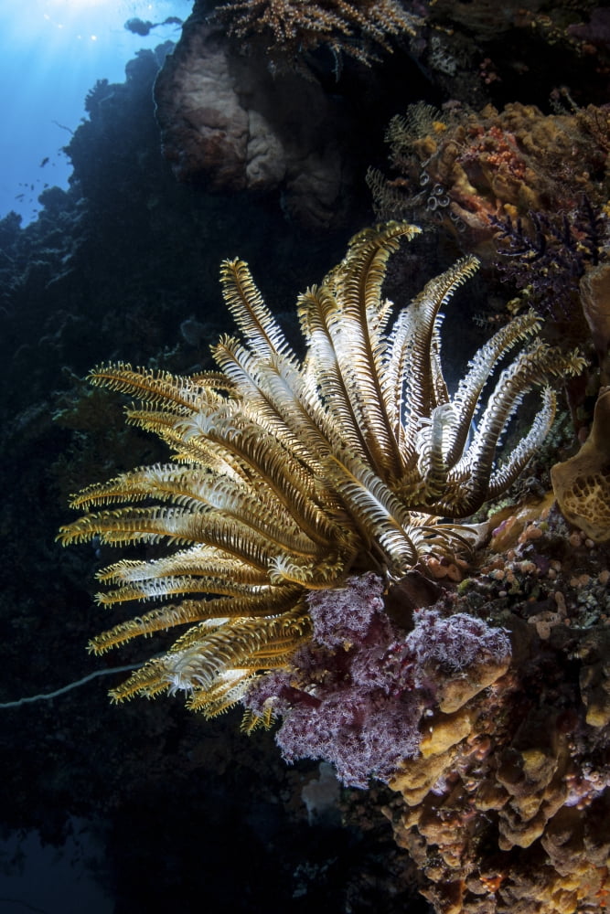 A colorful crinoid in Komodo National Park Indonesia Canvas Art - Ethan DanielsStocktrek Images (12 x 17)