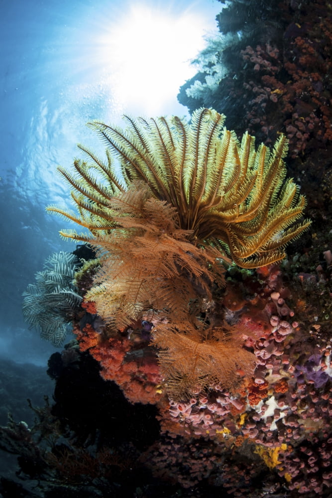 A colorful crinoid in Komodo National Park Indonesia Canvas Art - Ethan DanielsStocktrek Images (23 x 34)