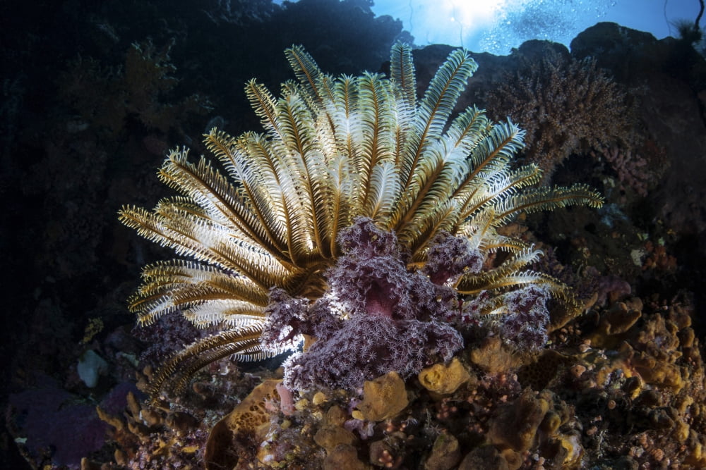 A colorful crinoid in Komodo National Park Indonesia Canvas Art - Ethan DanielsStocktrek Images (34 x 23)