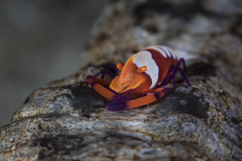 A colorful emperor shrimp sits atop a sea cucumber Canvas Art - Ethan DanielsStocktrek Images (17 x 12)
