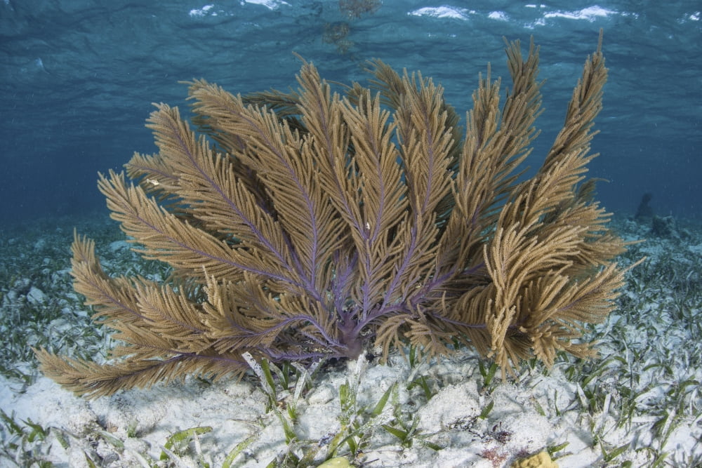 A colorful gorgonian grows off Turneffe Atoll in Belize Canvas Art - Ethan DanielsStocktrek Images (34 x 23)
