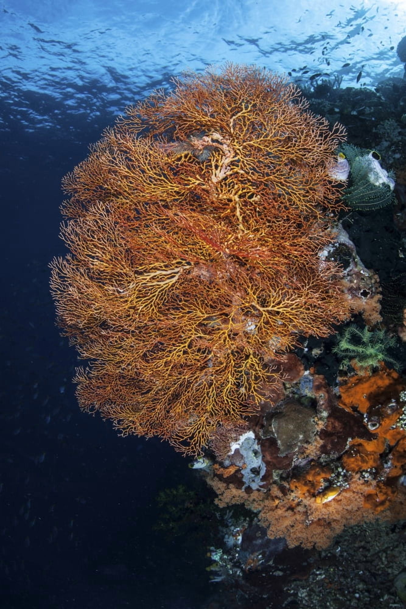 A colorful gorgonian grows on a reef dropoff in Raja Ampat Canvas Art - Ethan DanielsStocktrek Images (12 x 17)