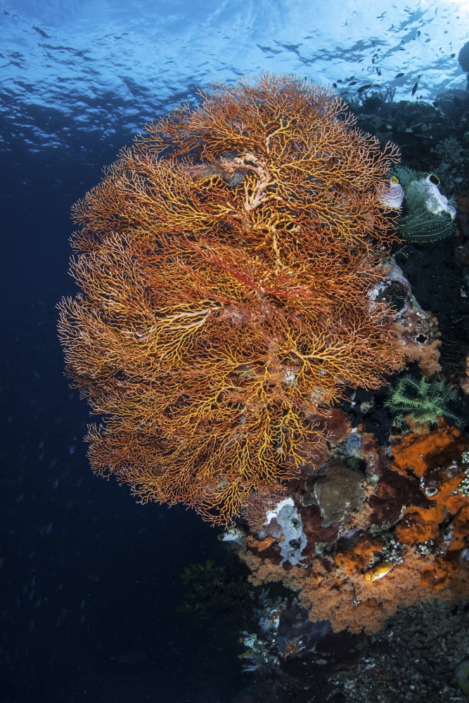A colorful gorgonian grows on a reef dropoff in Raja Ampat Canvas Art - Ethan DanielsStocktrek Images (23 x 34)