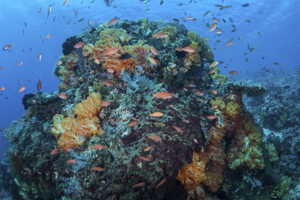 A colorful healthy coral reef thrives in Indonesia Canvas Art - Ethan DanielsStocktrek Images (17 x 12)