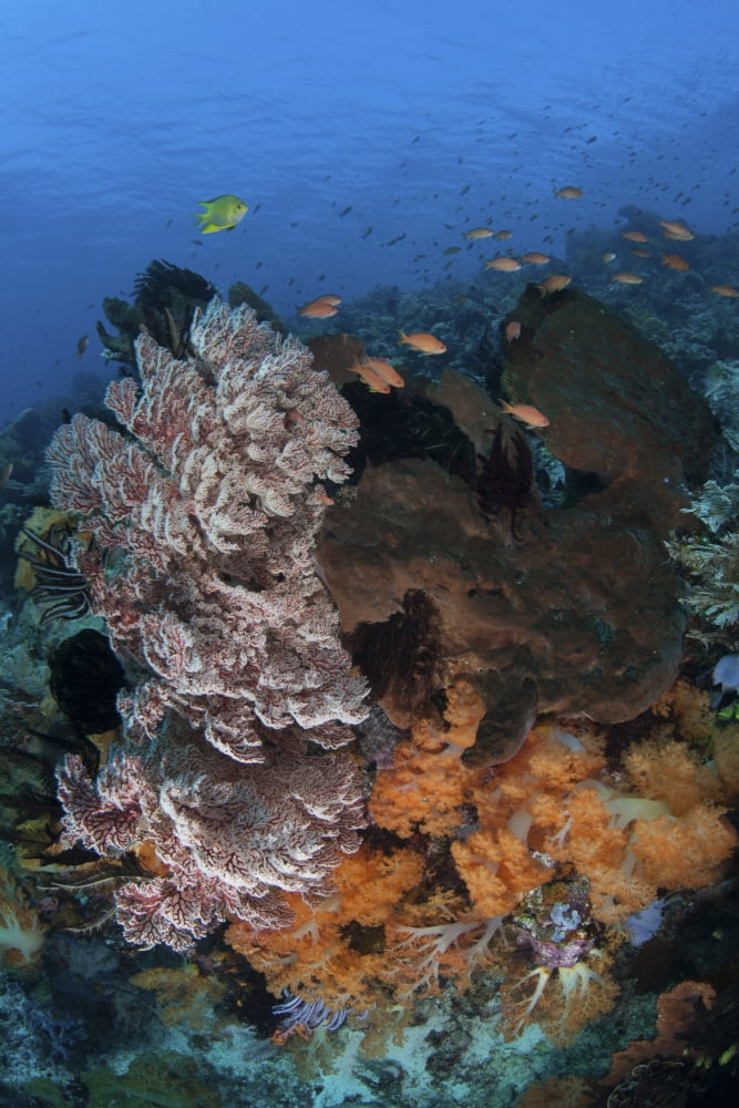 A colorful healthy coral reef thrives in Indonesia Canvas Art - Ethan DanielsStocktrek Images (23 x 34)