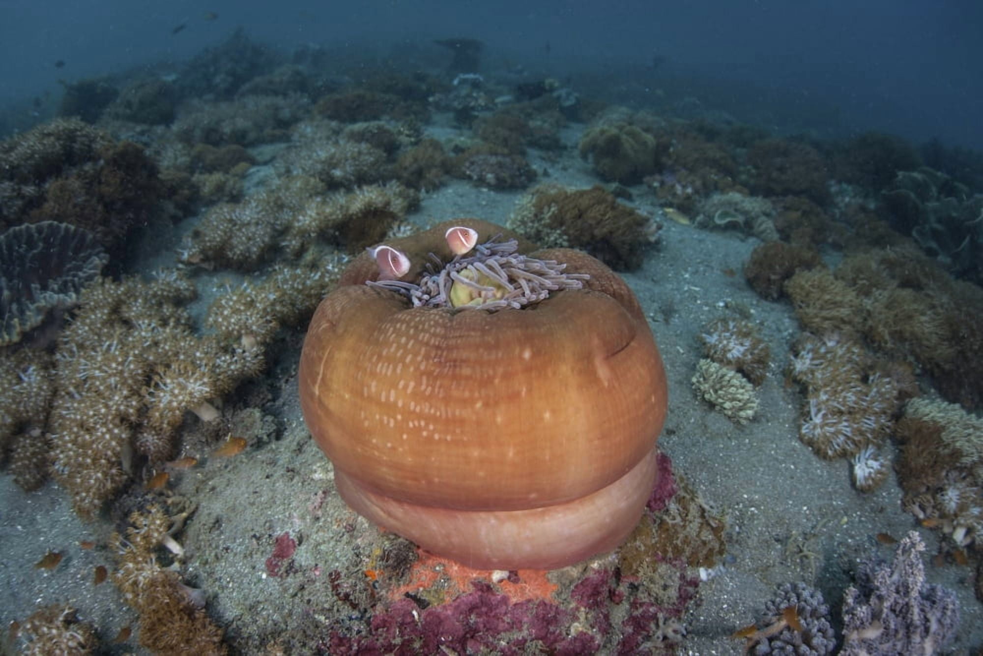 A colorful magnificent sea nemone hosts pink anemonefish Canvas Art - Ethan DanielsStocktrek Images (34 x 23)