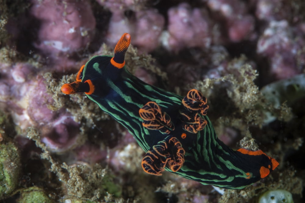 A colorful nudibranch crawls slowly across a reef Canvas Art - Ethan DanielsStocktrek Images (34 x 23)
