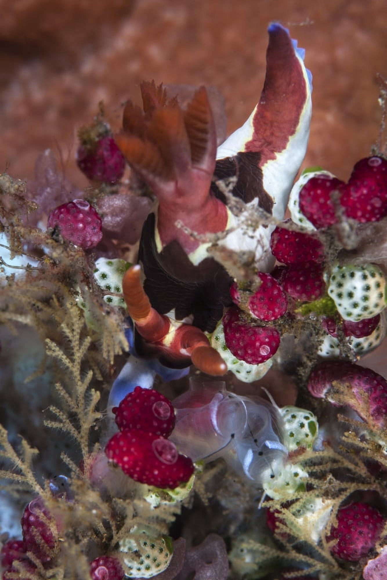 A colorful nudibranch eeds on tunicates Canvas Art - Ethan DanielsStocktrek Images (23 x 34)