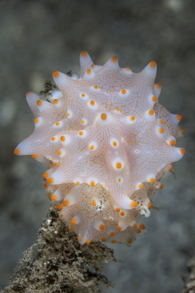 A colorful nudibranch near the island of Sulawesi Indonesia Canvas Art - Ethan DanielsStocktrek Images (23 x 34)