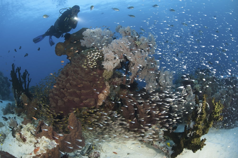 A colorful reef scene in North Komodo Indonesia Canvas Art - Steve JonesStocktrek Images (17 x 12)