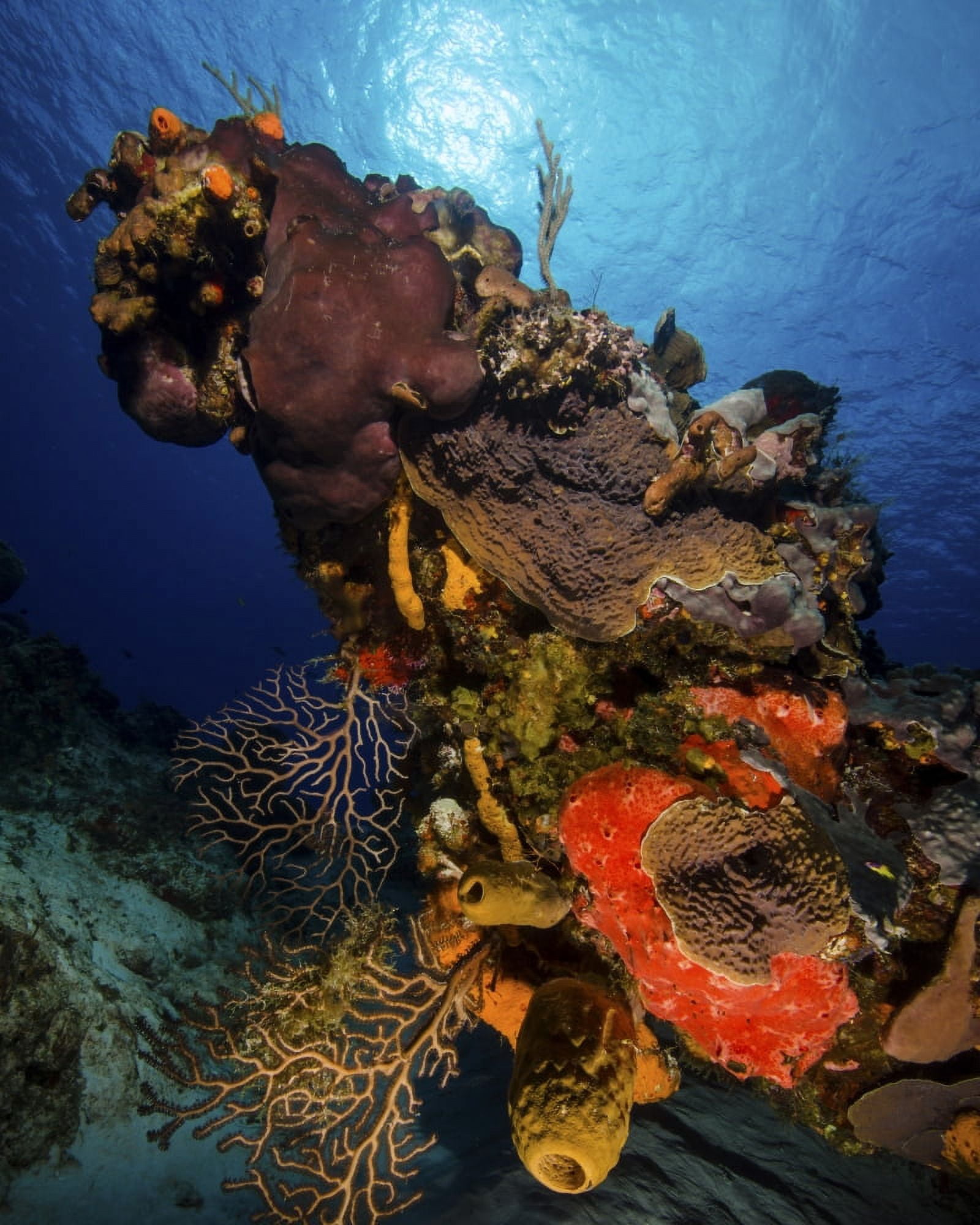 A colorful reef scene with sunburst at Cozumel Mexico Canvas Art - Brent BarnesStocktrek Images (25 x 32)