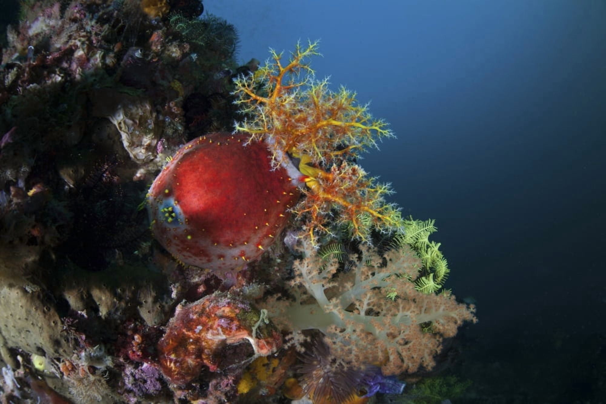 A colorful sea apple clings to a reef in indonesia Canvas Art - Ethan DanielsStocktrek Images (17 x 12)