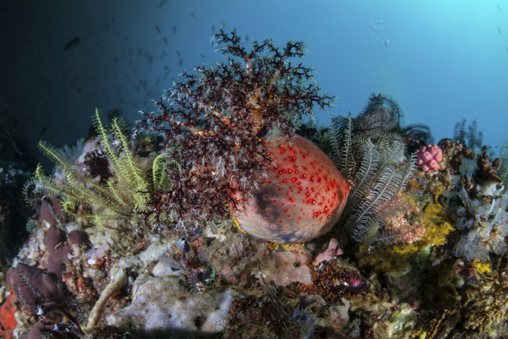 A colorful sea apple clings to a reef in indonesia Canvas Art - Ethan DanielsStocktrek Images (34 x 23)