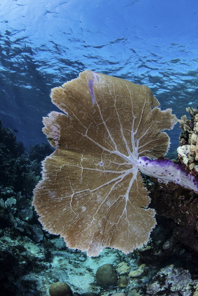 A colorful set of gorgonians on a diverse reef in the Caribbean Sea Canvas Art - Ethan DanielsStocktrek Images (12 x 17)
