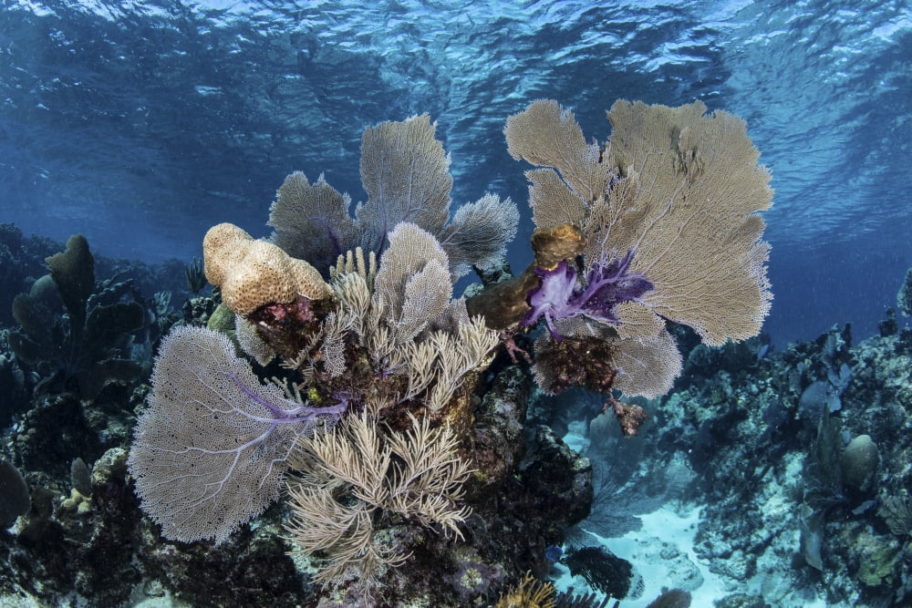 A colorful set of gorgonians on a diverse reef in the Caribbean Sea Canvas Art - Ethan DanielsStocktrek Images (17 x 12)