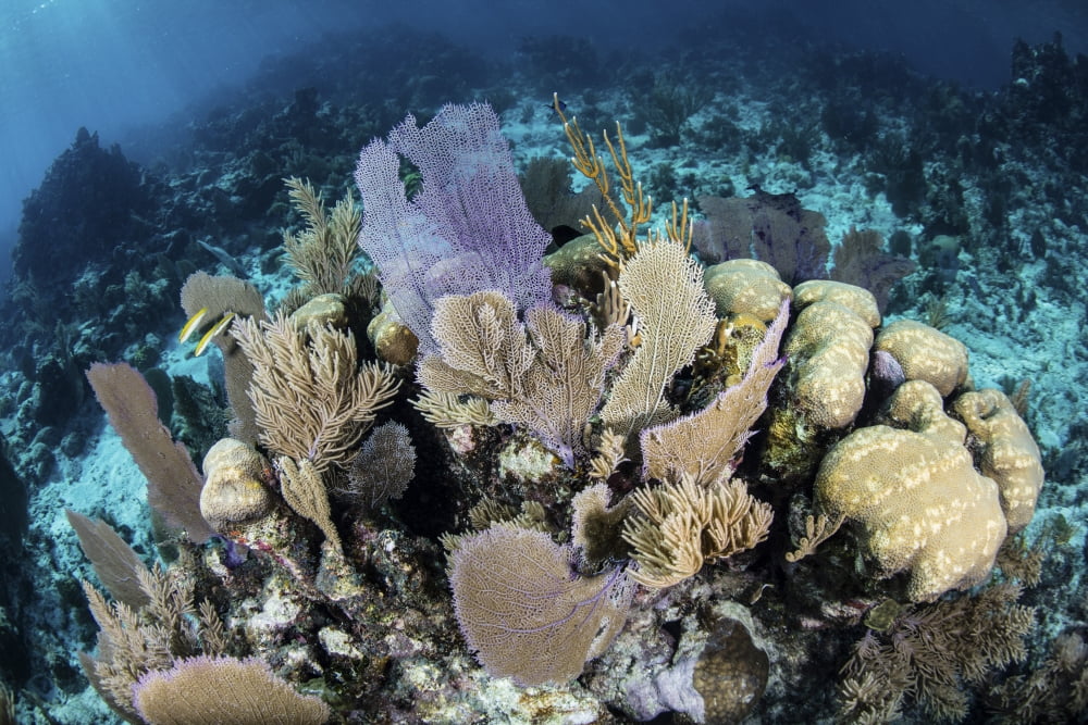 A colorful set of gorgonians on a diverse reef in the Caribbean Sea Canvas Art - Ethan DanielsStocktrek Images (17 x 12)