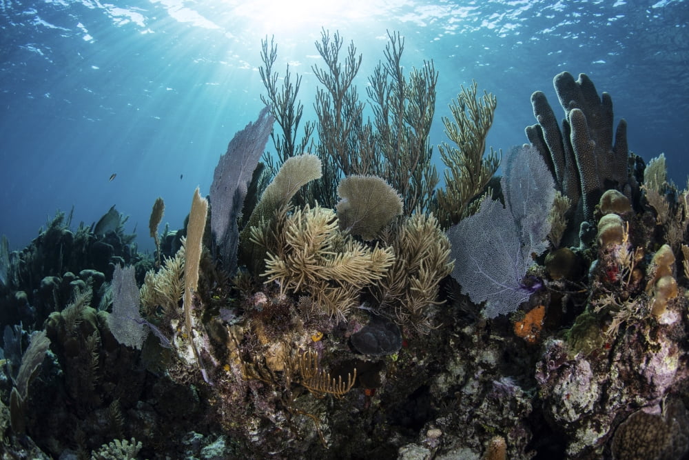 A colorful set of gorgonians on a diverse reef in the Caribbean Sea Canvas Art - Ethan DanielsStocktrek Images (17 x 12)