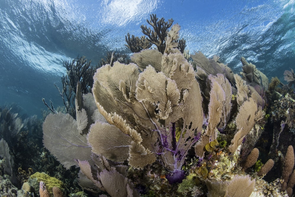 A colorful set of gorgonians on a diverse reef in the Caribbean Sea Canvas Art - Ethan DanielsStocktrek Images (17 x 12)