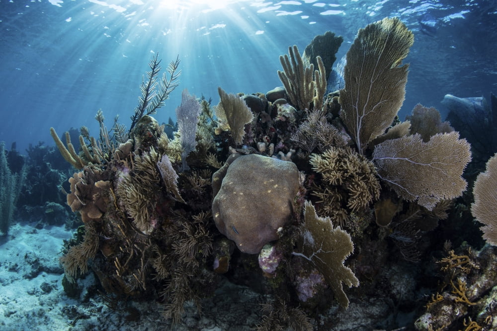 A colorful set of gorgonians on a diverse reef in the Caribbean Sea Canvas Art - Ethan DanielsStocktrek Images (17 x 12)