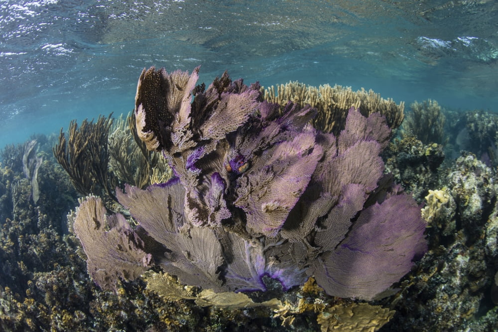 A colorful set of gorgonians on a diverse reef in the Caribbean Sea Canvas Art - Ethan DanielsStocktrek Images (17 x 12)