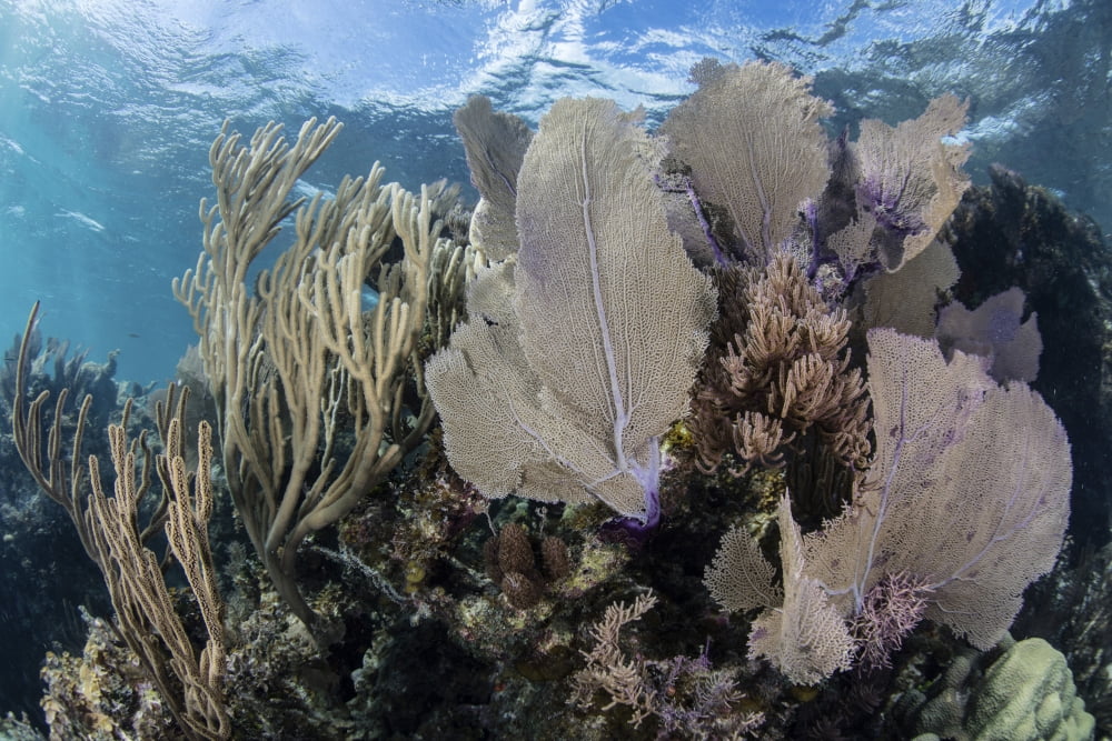 A colorful set of gorgonians on a diverse reef in the Caribbean Sea Canvas Art - Ethan DanielsStocktrek Images (17 x 12)