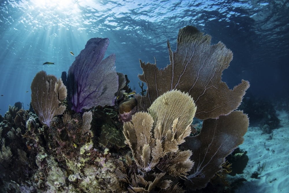 A colorful set of gorgonians on a diverse reef in the Caribbean Sea Canvas Art - Ethan DanielsStocktrek Images (17 x 12)