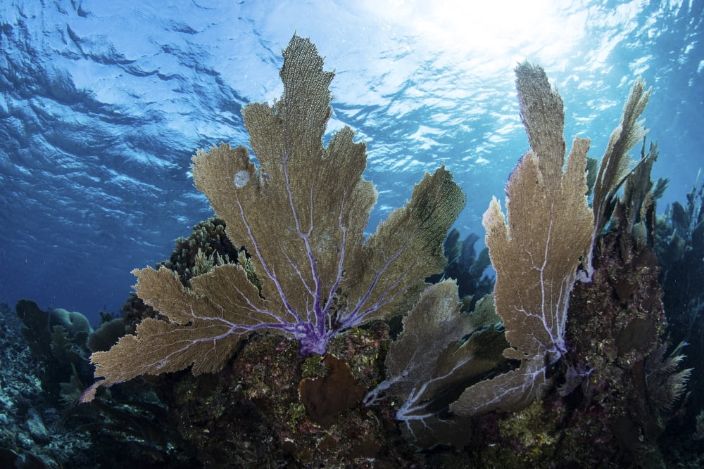 A colorful set of gorgonians on a diverse reef in the Caribbean Sea Canvas Art - Ethan DanielsStocktrek Images (17 x 12)