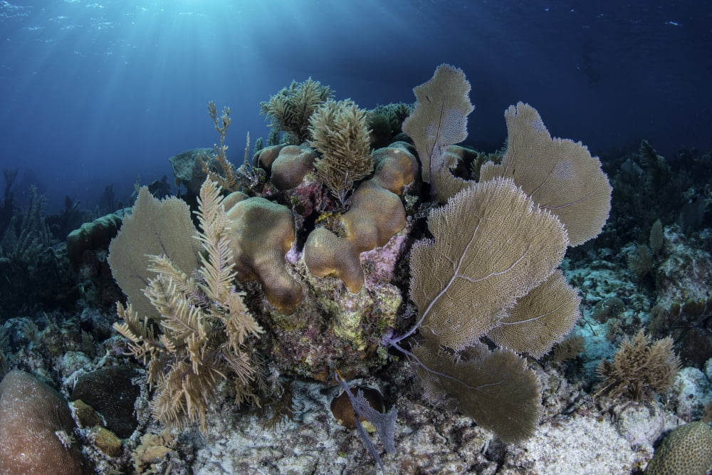 A colorful set of gorgonians on a diverse reef in the Caribbean Sea Canvas Art - Ethan DanielsStocktrek Images (34 x 23)