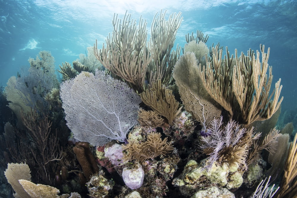 A colorful set of gorgonians on a diverse reef in the Caribbean Sea Canvas Art - Ethan DanielsStocktrek Images (34 x 23)