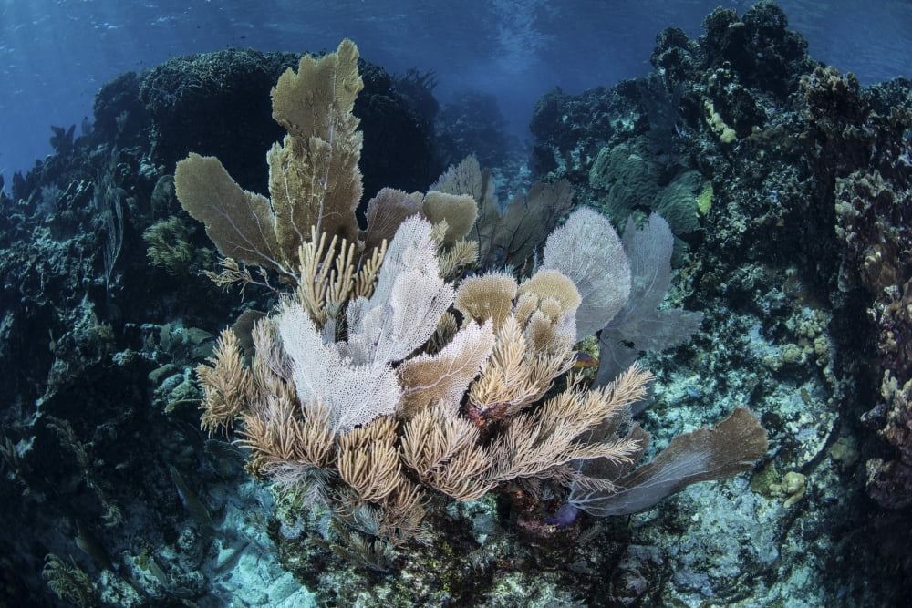 A colorful set of gorgonians on a diverse reef in the Caribbean Sea Canvas Art - Ethan DanielsStocktrek Images (34 x 23)