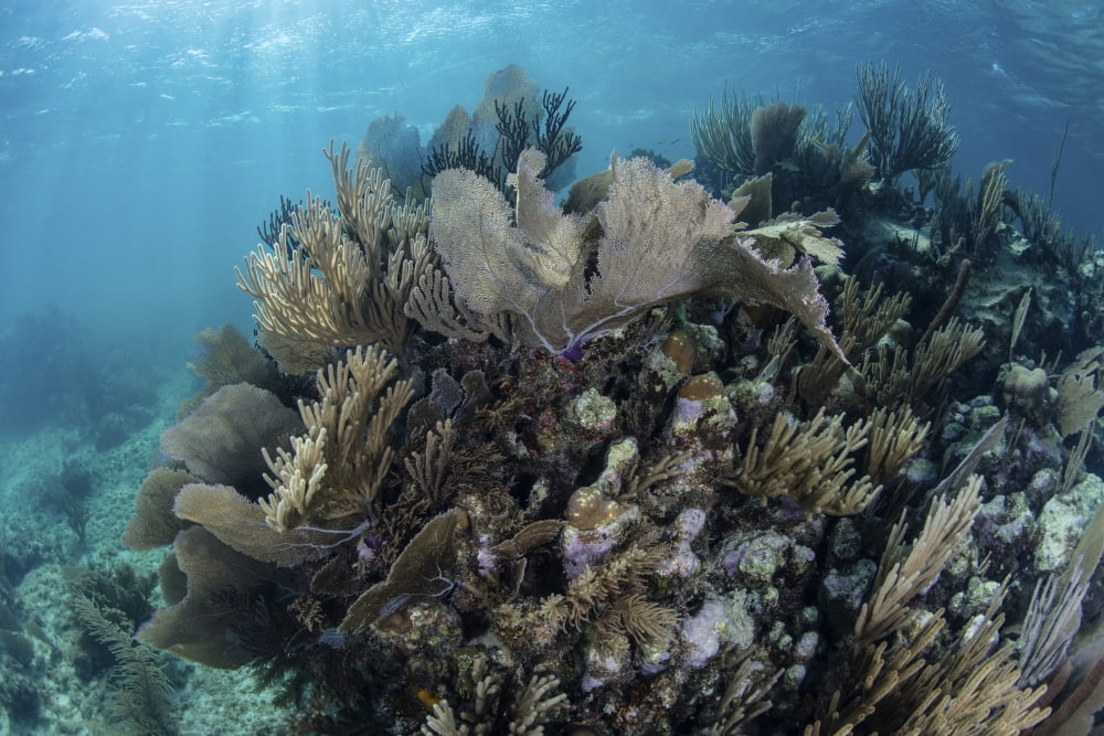 A colorful set of gorgonians on a diverse reef in the Caribbean Sea Canvas Art - Ethan DanielsStocktrek Images (34 x 23)