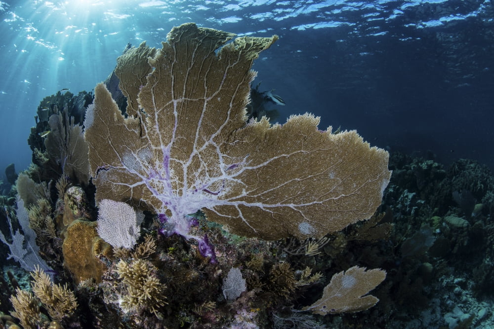 A colorful set of gorgonians on a diverse reef in the Caribbean Sea Canvas Art - Ethan DanielsStocktrek Images (34 x 23)
