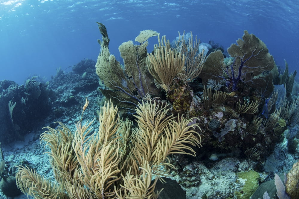 A colorful set of gorgonians on a diverse reef in the Caribbean Sea Canvas Art - Ethan DanielsStocktrek Images (34 x 23)