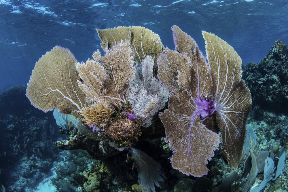 A colorful set of gorgonians on a diverse reef in the Caribbean Sea Canvas Art - Ethan DanielsStocktrek Images (34 x 23)