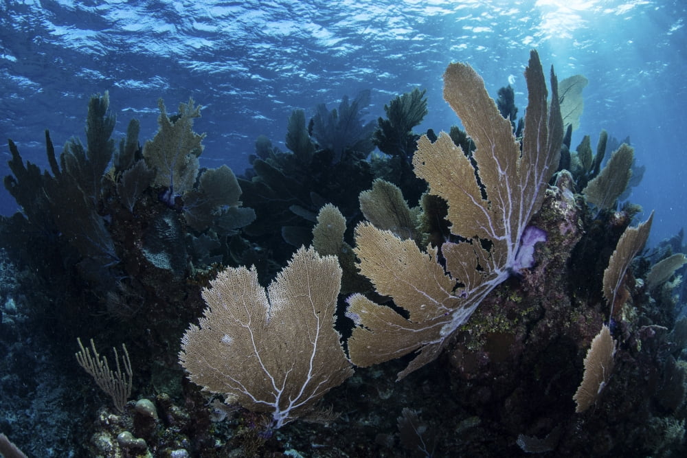 A colorful set of gorgonians on a diverse reef in the Caribbean Sea Canvas Art - Ethan DanielsStocktrek Images (34 x 23)