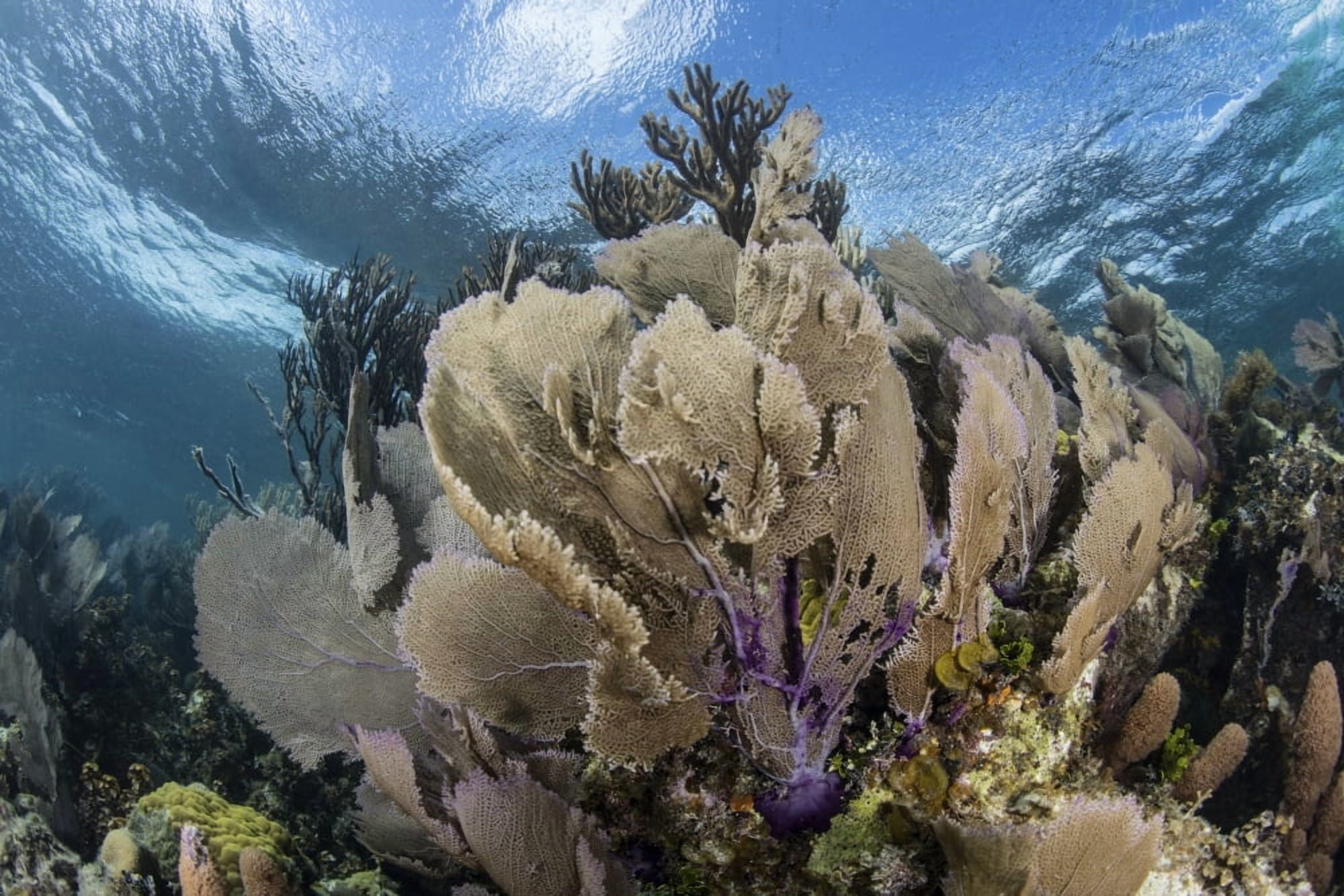 A colorful set of gorgonians on a diverse reef in the Caribbean Sea Canvas Art - Ethan DanielsStocktrek Images (34 x 23)