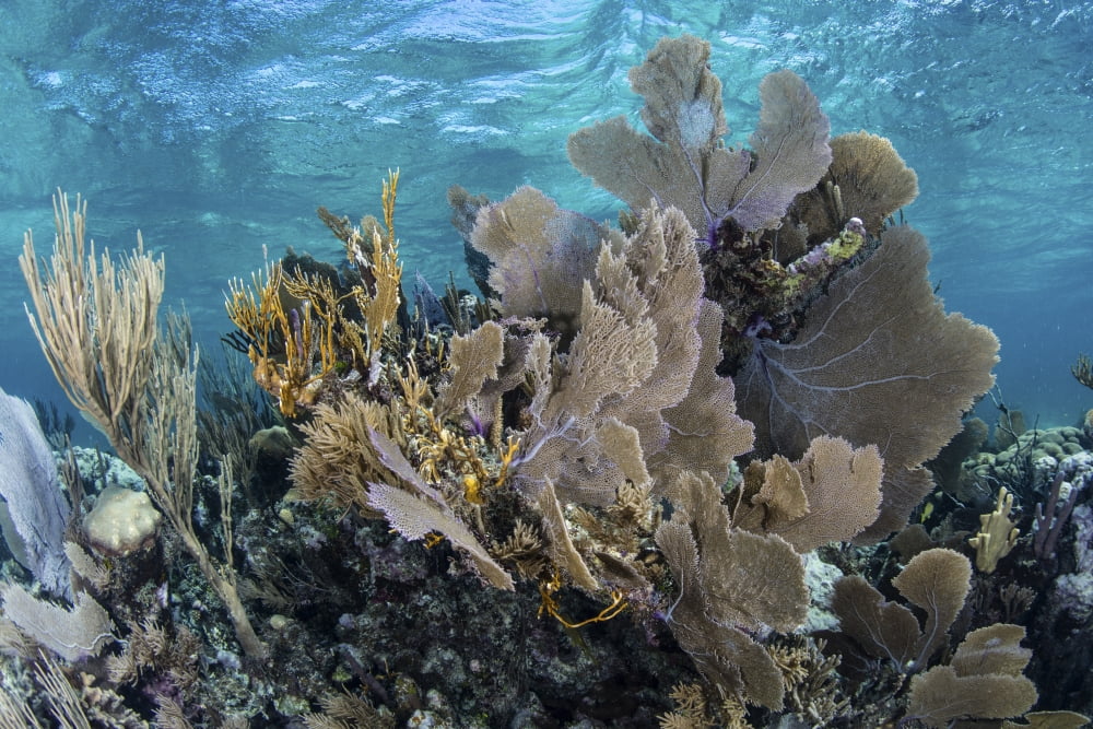 A colorful set of gorgonians on a diverse reef in the Caribbean Sea Canvas Art - Ethan DanielsStocktrek Images (34 x 23)