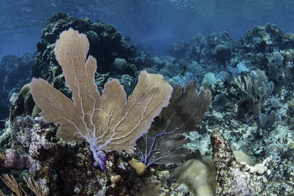 A colorful set of gorgonians on a diverse reef in the Caribbean Sea Canvas Art - Ethan DanielsStocktrek Images (34 x 23)