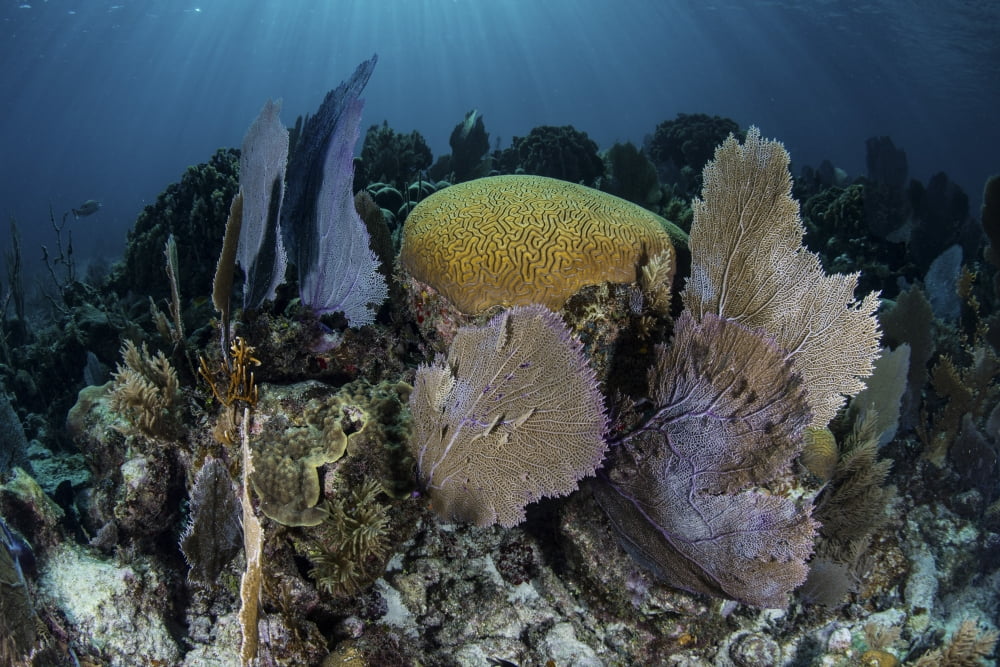A colorful set of gorgonians on a diverse reef in the Caribbean Sea Canvas Art - Ethan DanielsStocktrek Images (34 x 23)