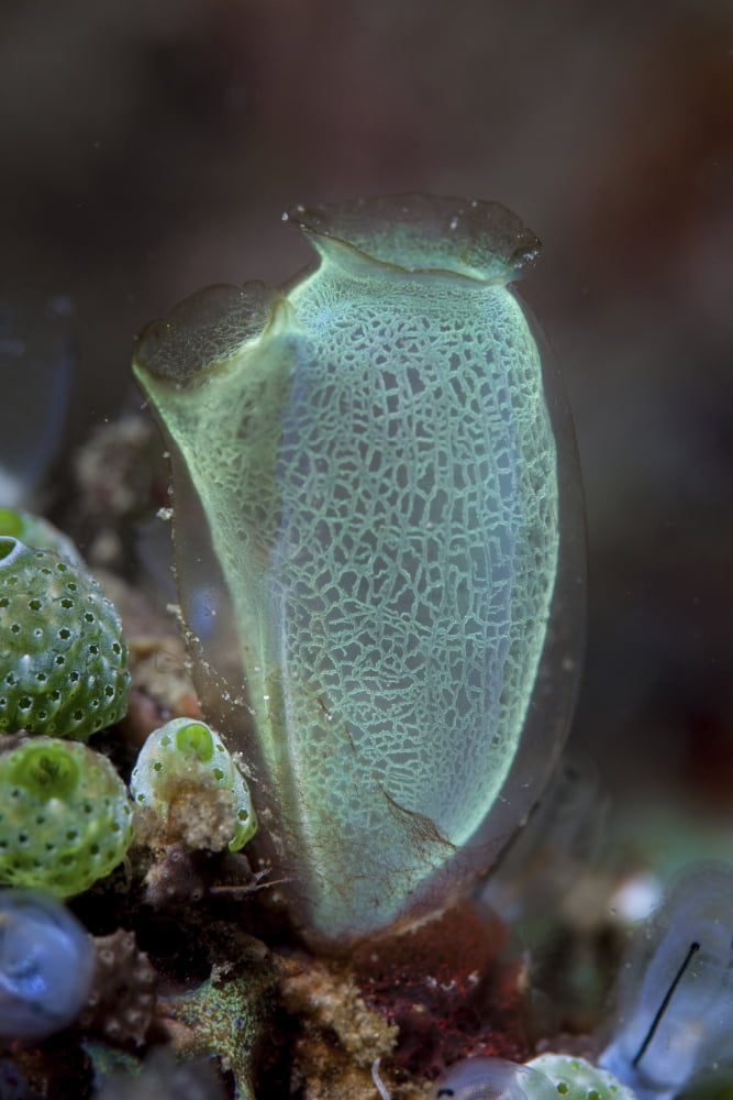 A colorful tunicate grows on a reef in Lembeh Strait Indonesia Canvas Art - Ethan DanielsStocktrek Images (12 x 17)