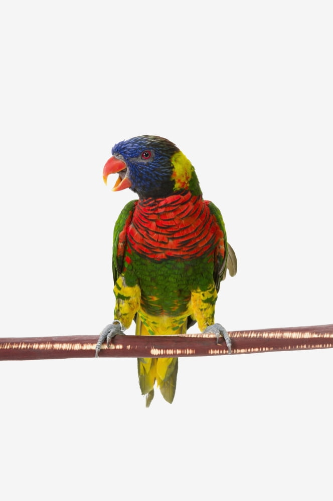 A colourful lorikeet parrot on a white backgroundSt albert alberta canada Canvas Art - Corey Hochachka Design Pics (12 x 19)