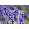 thumbnail image 1 of A colourful moth on lavender flowers in the South of France; France by Dave Fleetham / Design Pics, 1 of 3