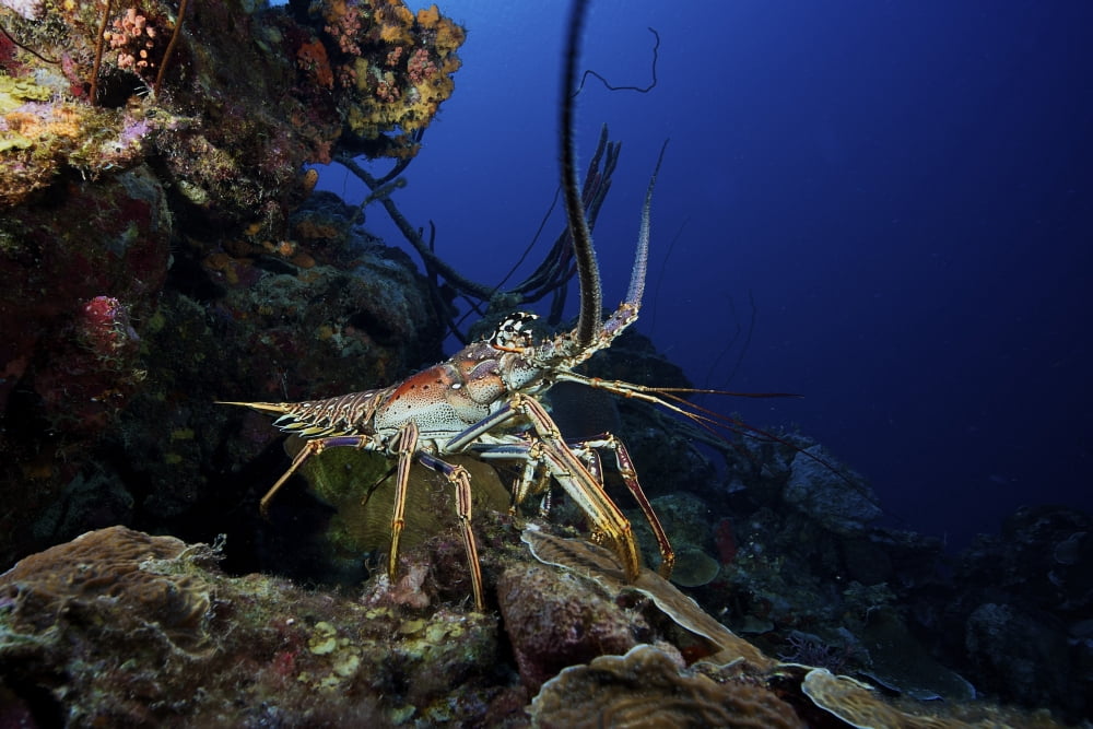 A common spiny lobster backs his way into the protection of the reef Canvas Art - Terry MooreStocktrek Images (35 x 23)